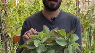 روش نگهداری گیاه کالانکوئه