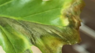 درمان برگ‌انجیری بیمار