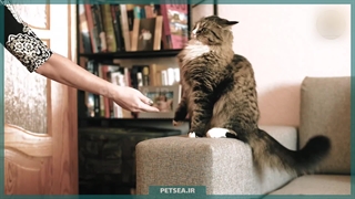 با غم از دست دادن (مرگ) حیوان خانگی‌ چگونه کنار بیاییم؟