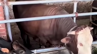 اقلا مثل گاو باش