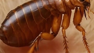 دستگاه دورکننده حشرات چیست؟ معرفی، انواع و راهنمای خرید