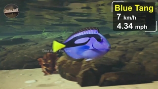 مقایسه جالب سرعت شناگران آبزی (ماهی و نهنگ و...)