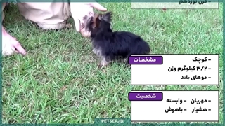 یورکشایر تریر | کوچولوی لوکس، باهوش و وفادار برای زندگی آپارتمانی