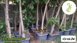 نهال توت نرک ۵ ساله ریشه‌پر | فروش ویژه در کرج