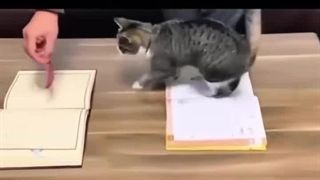 حیوانات از روی کتاب قرآن رد نمیشن!