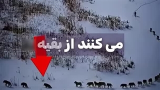گرگ حیوانی نابغه