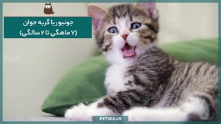 مراقبت اصولی از بچه‌گربه‌ها | از تولد تا بلوغ