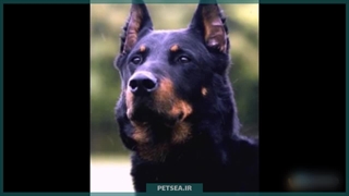 سگ بوکرون | سگ نگهبان قدرتمند و باهوش از دل اروپا