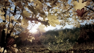 نماهنگ میشه نگام کنی