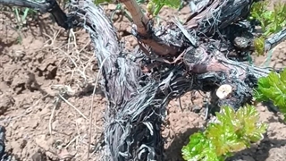 روش پرورش پاچراغی انگور