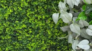 بوته مصنوعی ۳۰ سانتی برای دیوار سبز | با قیمت مناسب و نصب راحت