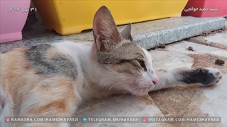 عصبانیت و کلافگی گربه مادر از شدت گرما