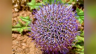 زنبور در حال تغذیه از شهد گیاه قنقال