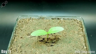 کاشت اسفناج