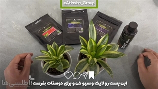 تاثیر نور و کوددهی در گیاه سانسوریا