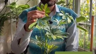 مهمترین دلایل ریزش برگ شفلرا