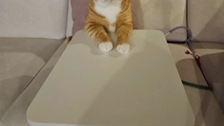 مینهو بابل عکس از سونی فرستاده ... ترجمه کپ