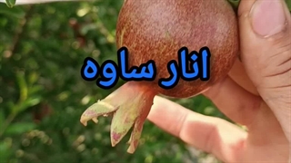 انار ساوه