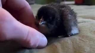 مقایسه سایز جوجه بلدرچین با جوجه مرغ