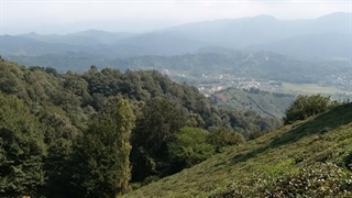 جنگل لاهیجان