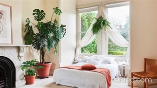 گیاهان لوکس آپارتمانی