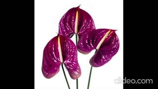 نحوه نگهداری از گیاه آنتوریوم