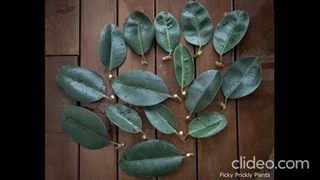 نحوه نگهداری از گیاه فیکوس