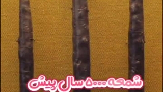 ️ شمع‌ها از ۵۰۰۰ سال پیش تا امروز… داستانی از نور و زیبایی 