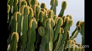 کاکتوس‌ Cactus