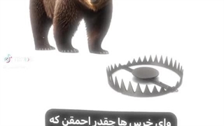 خرس احمقه؟ مطمئنید؟