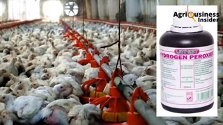 ضدعفونی کننده دام و طیور پروکسان