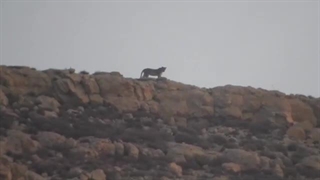 پلنگ ایرانی