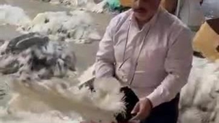 پر فروشی حاج  محمود حسینی