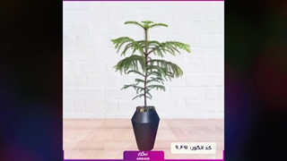 سفارش کاج آپارتمانی شیک