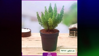 سفارش سرخس سبز