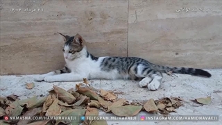 لم دادن و چرت زدن گربه‌ها بعد از غذا خوردن