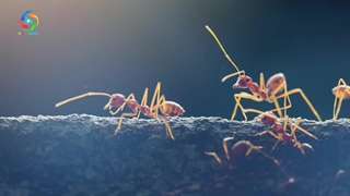 از شنیدن دلیل وجود مورچه در خانه شگفت زده خواهید شد!