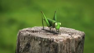 انیمیشن کوتاه حشرات مسابقه‌ای (2012)