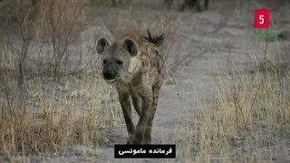 قیام خونین کفتارها : سر لاسدی را بریدند | مستند حیات وحش