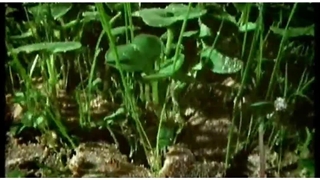 علوم دوم ابتدایی درس یازدهم