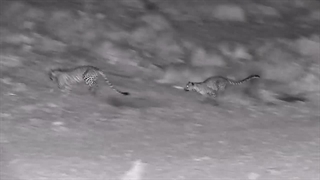 پلنگ ایرانی پارک ملی بمو