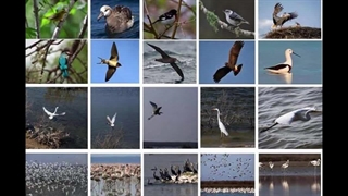 مهاجرت پرندگان