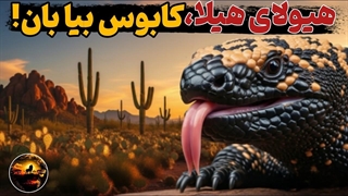 هیولای گیلا : مارمولک سمی و مرگبار بیابان‌های آمریکا !