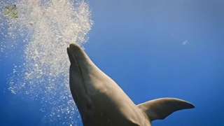 جنبه‌های تاریک و کمتر شناخته‌شده رفتارهای دلفین‌ها در طبیعت!