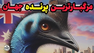 با کاسوآری، مرگبارترین پرنده جهان آشنا بشید!