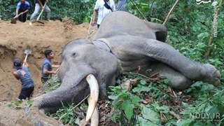 فیل های آفریقایی : غول های مهربان دنیای حیوانات !!!