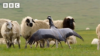 درناهای دمویزل با گله ای از گوسفندان مبارزه می کنند