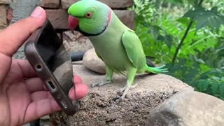 ویدیوی طوطی سخنگو میتو میتو