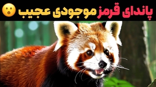 همه چیز درباره پانداهای قرمز – از زیستگاه تا عادات های عجیبشان !!!