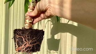 تکثیر شمعدانی از طریق قلمه ساقه